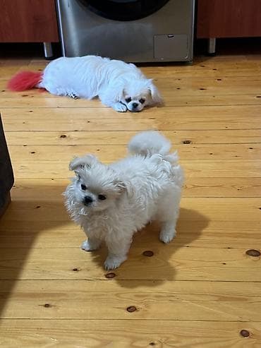 itlerin cutlesdirilmesi: Pekines, 1 ay, Dişi, Peyvəndli, Ödənişli çatdırılma — 3