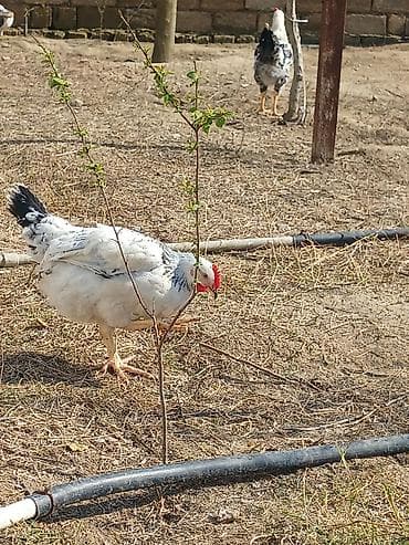 Quş əti: Toyuq, Damazlıq, Ünvandan götürmə — 4