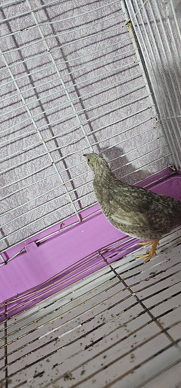 Çin bildirçini satılır dişidi 25 m quşu alana qəfəsi hədiyə quşun tek