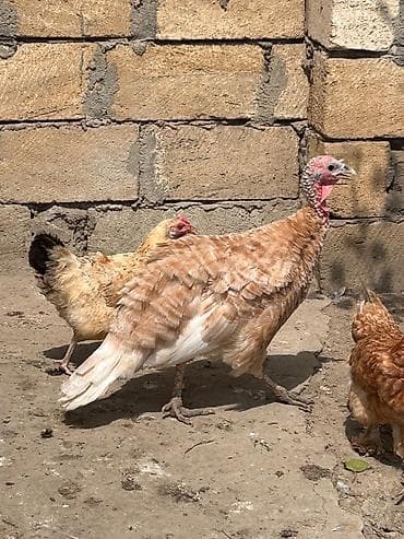hind guşu: Dişi, Damazlıq — 5