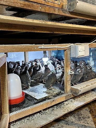 tutulma qus: YAZ ENDİRİMİ 8 aylıq yumurtlar tam sağlam kəkliklər təcili satılır — 6