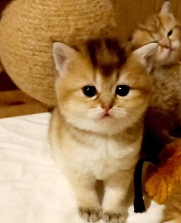 pisik aliram: Britan, Dişi, Yaxşı əllərə, Ünvandan götürmə — 1