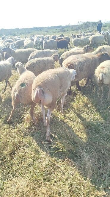 bakida cins ineklerin satisi: Dişi, il: 1, 50 kq, Damazlıq, Ünvandan götürmə — 10