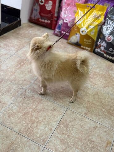 afcarka dişi: Şpitz, 1 il, Dişi, Peyvəndli, Ünvandan götürmə — 4