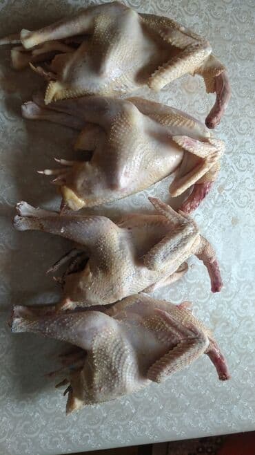 hinduşqa cucələri: Məhsul: Təmizlənmiş ev qusu (cücə) – bütöv şəkildə Təsvir: - — 2