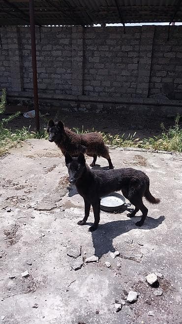 gencede heyvanlar: Məhsul: Beynəlxalq Baytarlıq Pasportu (International Veterinary — 3