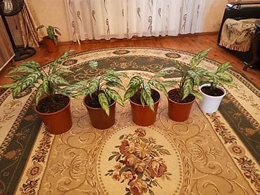 Aglaonema (Çin həmişəyaşılı) otaq bitkiləri - Növ: Aglaonema
