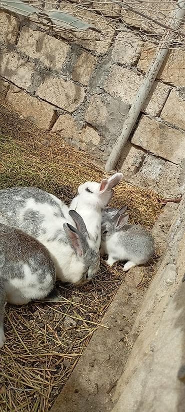 xasgi balası: Salam hərkəsə 1 qiyməti 7 manat ancaq balaları satılır Ev dovşanları – — 3