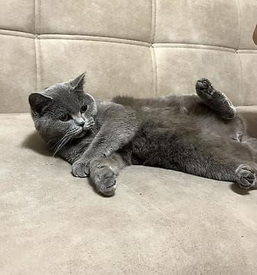 pisik alisi: Şotland — 1