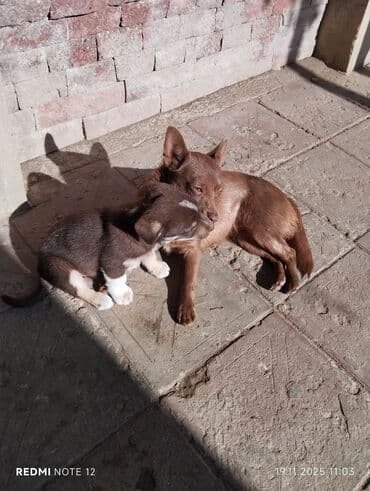 itlərin cütləşmə vaxtı: 2 ay, Dişi, Peyvəndli, Ünvandan götürmə — 7