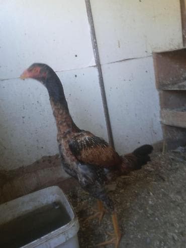 qafqaz coban iti satiram 2018: Fere ile bece satilir 5 ayliqdilar ikisi bir yerde 150 azn temiz cins — 5