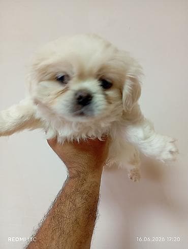 spitz it: Pekines — 5