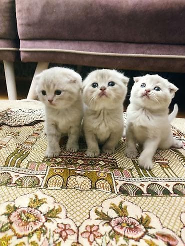 anqora pişik: Britan yastı qulaq — 1