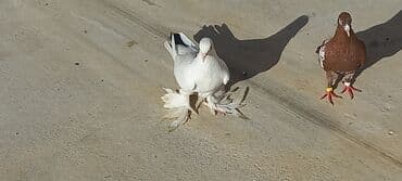 haski satilir: Satılır: Fantail tipli dekorativ göyərçin Xüsusiyyətlər: - Rəng — 7