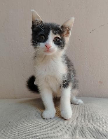 pulsuz video cat: Erkək, Dişi, Yaxşı əllərə — 9