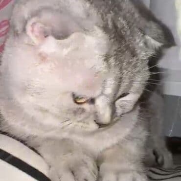 в добрые руки баку: Шиншилла, Самка, В добрые руки, Самовывоз — 3