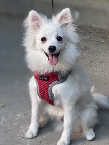 отдам в добрые руки шпица: Шпиц, 4 месяца, Самец — 10