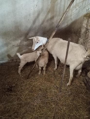 Dişi, Zanen, il: 1, 70 kq, Südlük, Ünvandan götürmə