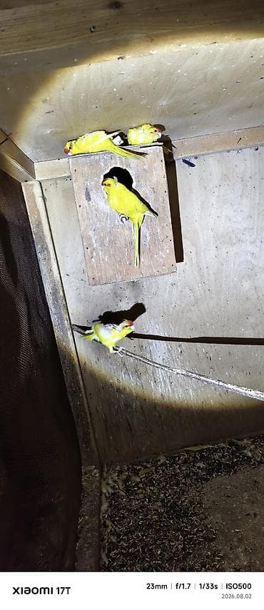 bulbul quşu: Sarı qırmızıbaş papuqaylar (koloniya satışı) kakariki balalar öz — 5