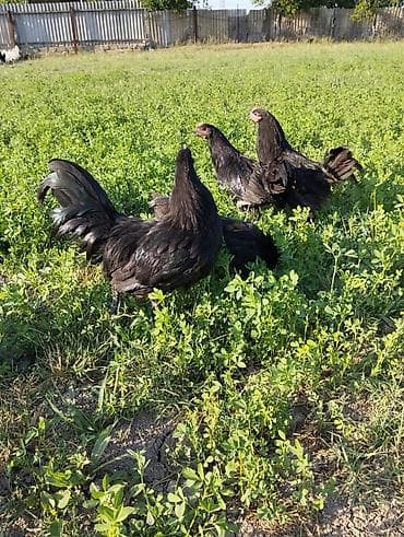 Saf qan 5 Aylıq Avstrolorp və 4 aylıq Lohman brown satılır. Real