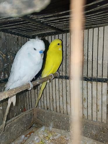 tutuquş: Çex papuqaylar bir çüt,ağ rəngdə olan erkek,sarı olan isə mayadır.Bu — 3