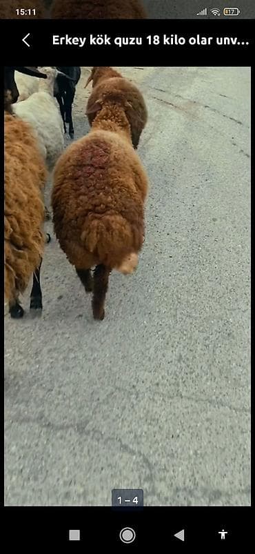 dəvəquşu əti qiyməti: Erkək kök quzu – təcili satılır — 1