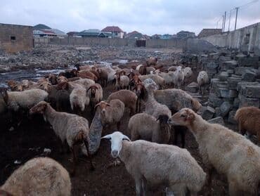 cins ineklerin qiymeti: Dişi, il: 5, 55 kq, Ətlik, Ünvandan götürmə — 6