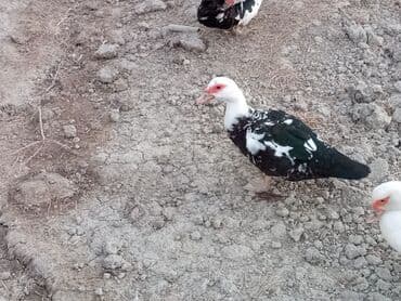 ördək balası satışı: Musk ördəkləri – rəngli (qara-ağ) lələklər, iri bədən quruluşu, sakit — 3