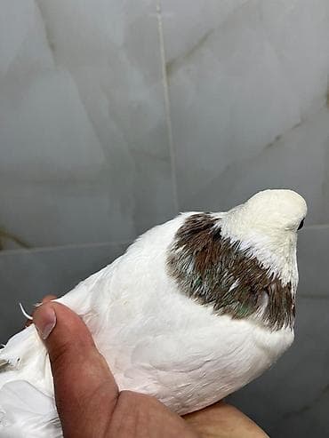 goyərcin: Ebreş Boyun maya 16 tükdü uzun heyvandı dizdən cılpağdı Ünvan Fatmayı — 2