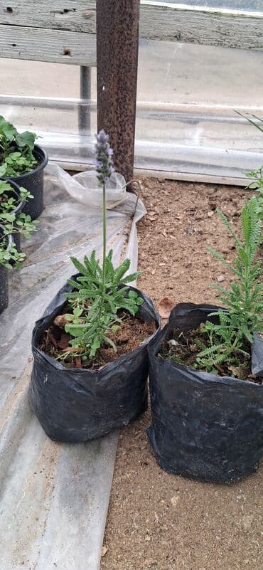 Саженцы деревьев: Lavanda (Lavandula) tingləri – ətirli, dekorativ və faydalı çoxillik — 10