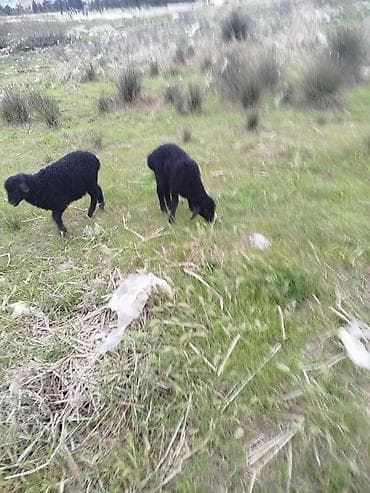 Qara rəngli quzular – 2 baş - Növ: Qoyun/quzu - Rəng: tam qara - Say