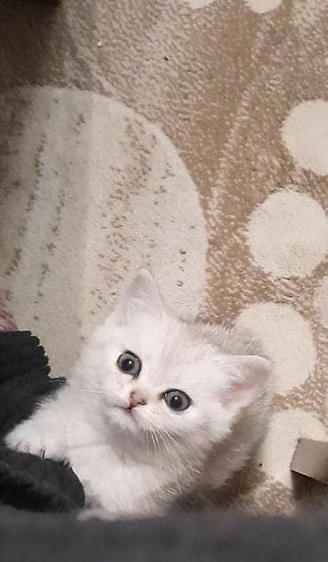 pisik satanlar: Britan — 5