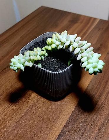 Buket güllər: Qara plastik qabda olan bu şirəli bitki otağınıza və ya ofisinizə — 7