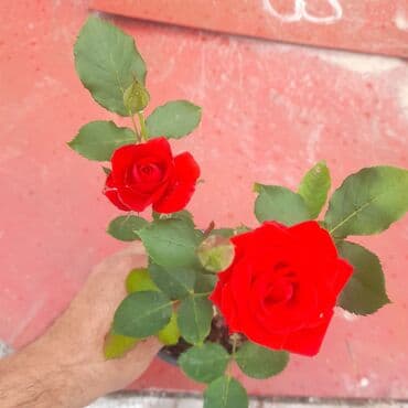 Topdan satiş qimete 30 ededen aşaqi satilmir Hazir qabda istenilen gun