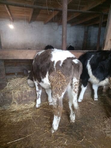 satiliq inekler: 1 erkək 1 dişi dana satılır. 8-9 aylıqdı — 5