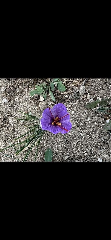 Safran – bütöv tellər, şüşə qabda - Məhsul: Safran (Crocus sativus) – — 7