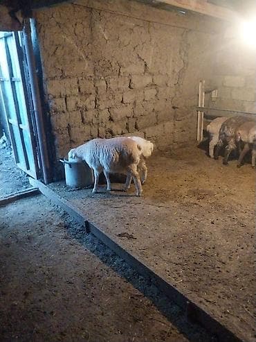1 kq buğda qiyməti: Quzu, Erkək, ay: 6, 15 kq, Ödənişli çatdırılma — 5