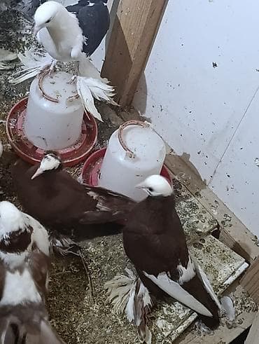 Satılır: bəzək məqsədli göyərçinlər (ayaqları tüklü, başı ağ, rəngli