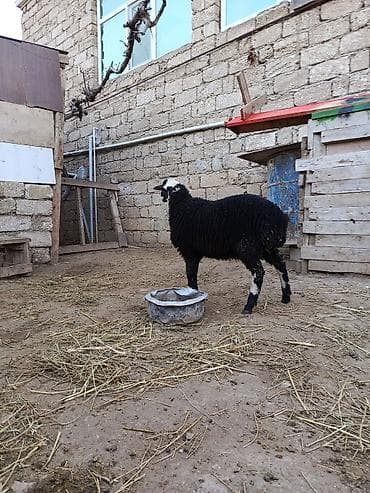 1 kq bugda qiymeti: Erkəkdi sağlamdı qurbanlığa yarayır qurbanlığ ucun alanlara kəsim — 4