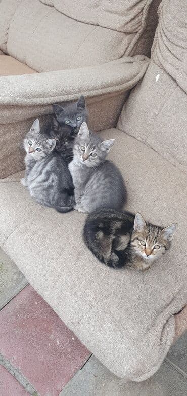 sort pişik: Tabbi, Erkək, Yaxşı əllərə — 2