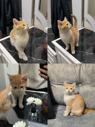 australorp toyuq satılır: Etibarlı əllərə verilir — 3