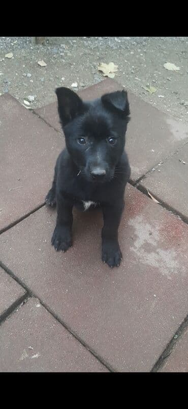 дрессировка собак баку: Бельгийская овчарка, 2 месяца, С прививками — 1