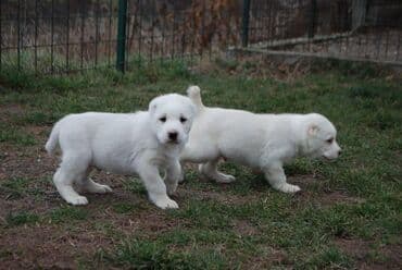 tap.az heyvanlar itler: Alabay, 4 ay, Dişi, Peyvəndli, Ünvandan götürmə, Ödənişli çatdırılma, Rayonlara çatdırılma — 1
