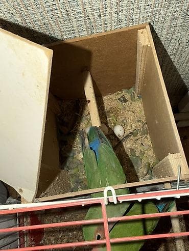 dana satişi: Hazir Biznes satilir tecili Nymphıl (kakadular) və sevda tutquşları – — 6