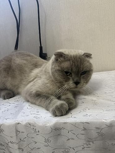 kiçik heyvanlar: Şinşilla, Erkək, Ünvandan götürmə — 2