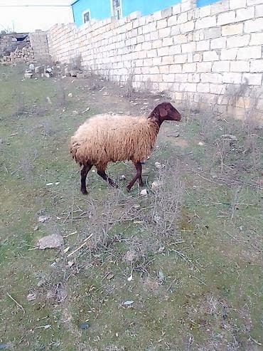 cins heyvanlar: Satılır 1 qarın doğub boğaz olub olmağını bilmirəm qoç içində olub — 4