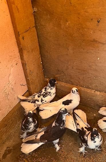 Göyərçinlər: Tecili satilir yer olmadigi ucun hamisi damazliq quwlardi goz — 3