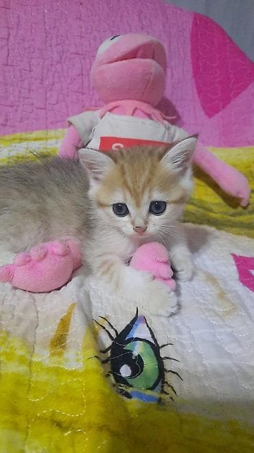 Baltik rəng çalarlarında, çox tüklü və yumşaq balaca pişik balaları. -