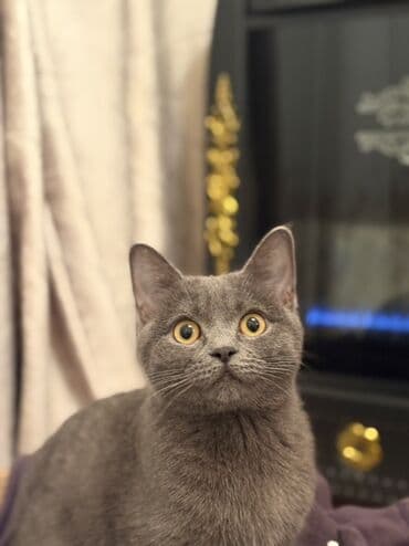 golden itlerin qiymeti: Britan — 1