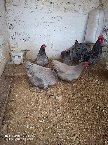 balonka it satilir: Toyuq, Australorp, Damazlıq, Ünvandan götürmə, Ödənişli çatdırılma — 8